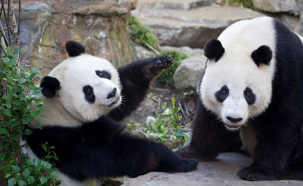 Pandas | Adelaide Zoo | Self Storage Australia Adelaide