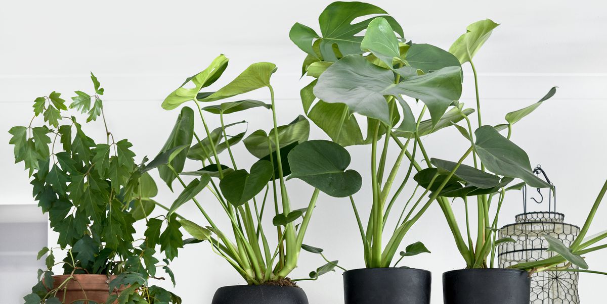 Plant | Self Storage Adelaide